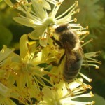 pszczoła na lipie