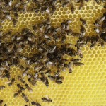 pszczoły na plastrach
