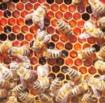 pszczoly-2